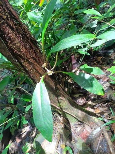 Paradrymonia ciliosa, photograph 5