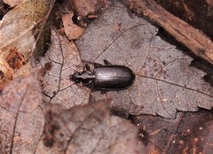 Platynus tenuicollis