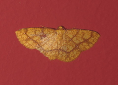Periclina