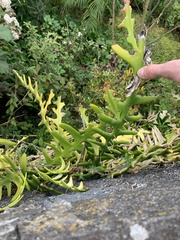 Selenicereus anthonyanus