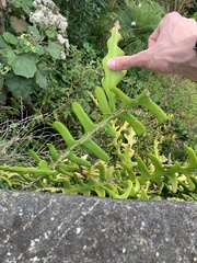 Selenicereus anthonyanus