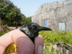 Hypergerus atriceps