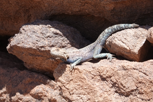 Bibron's Agama