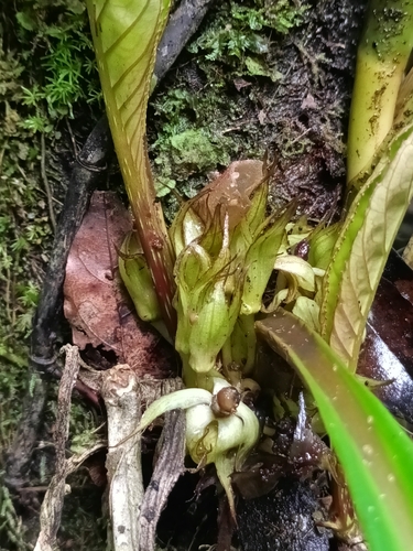 Paradrymonia ciliosa