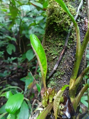 Paradrymonia ciliosa, photograph 2
