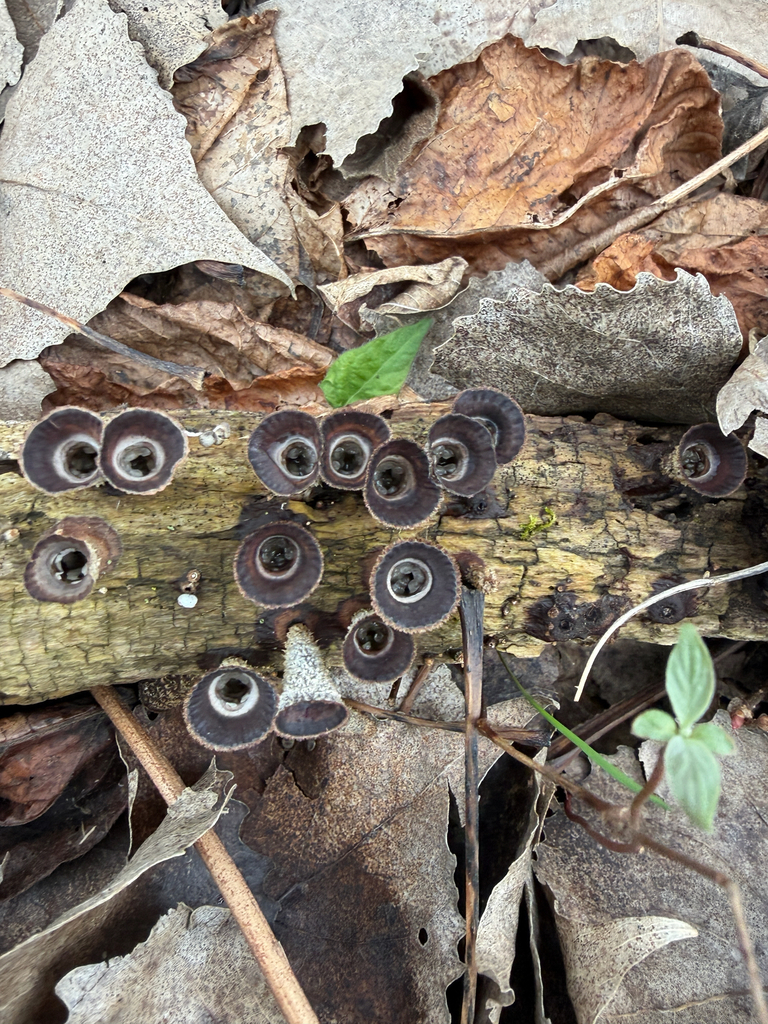 Cyathus striatus · April 2026 · photo: © kefreecomo (iNaturalist, cc-by)
