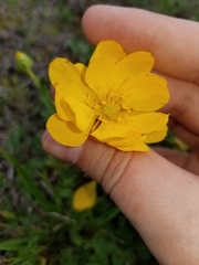 Ranunculus macranthus