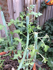 Baculellum articulatum