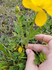 Ranunculus macranthus