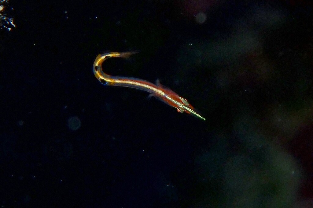 Arrow blenny (Lucayablennius zingaro) — Chaenopsidae