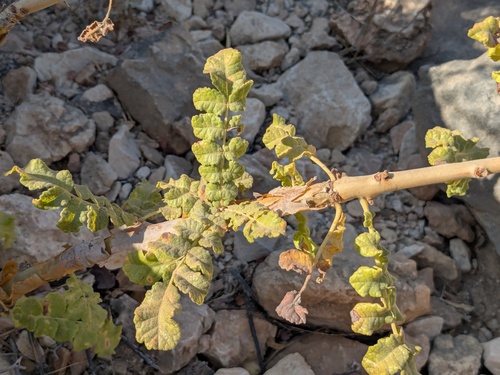 Ein weiteres Foto von Frankincense