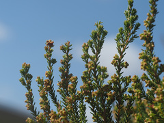 Erica serrata