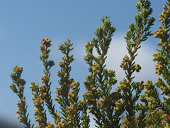 Erica serrata