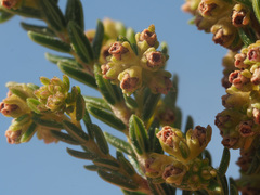 Erica serrata