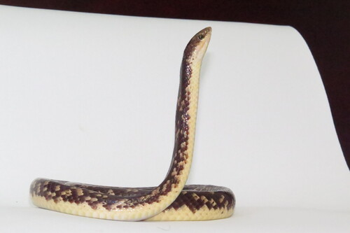 Photo of a Fitzinger's False Coral Snake (Oxyrhopus fitzingeri)
