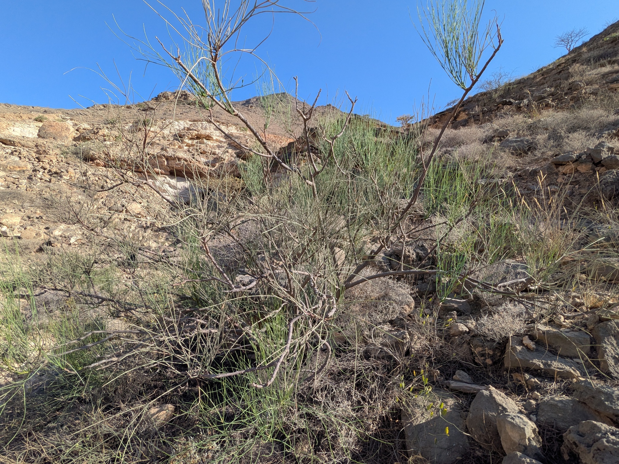 Wing Moringa (Moringa peregrina)