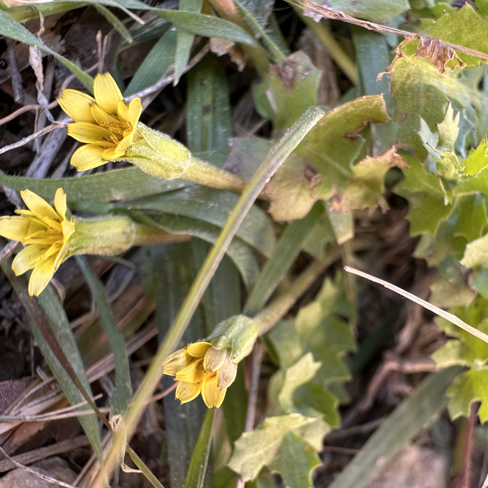 Annual Hyoseris (Hyoseris scabra)