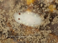 Cadlina flavomaculata