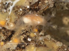 Tritonicula myrakeenae