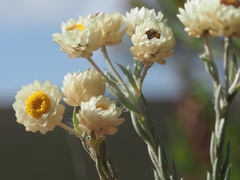 Achyranthemum paniculatum