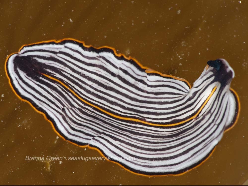 Euryleptidae