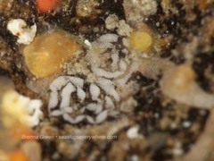 Tritonicula myrakeenae