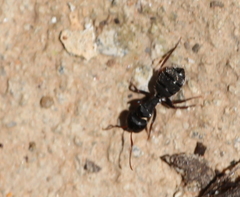 Camponotus amphidus