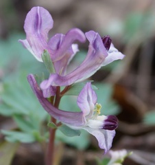 Corydalis paczoskii