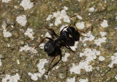 Camponotus amphidus