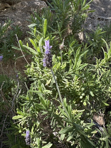 French Lavender (Lavandula dentata)