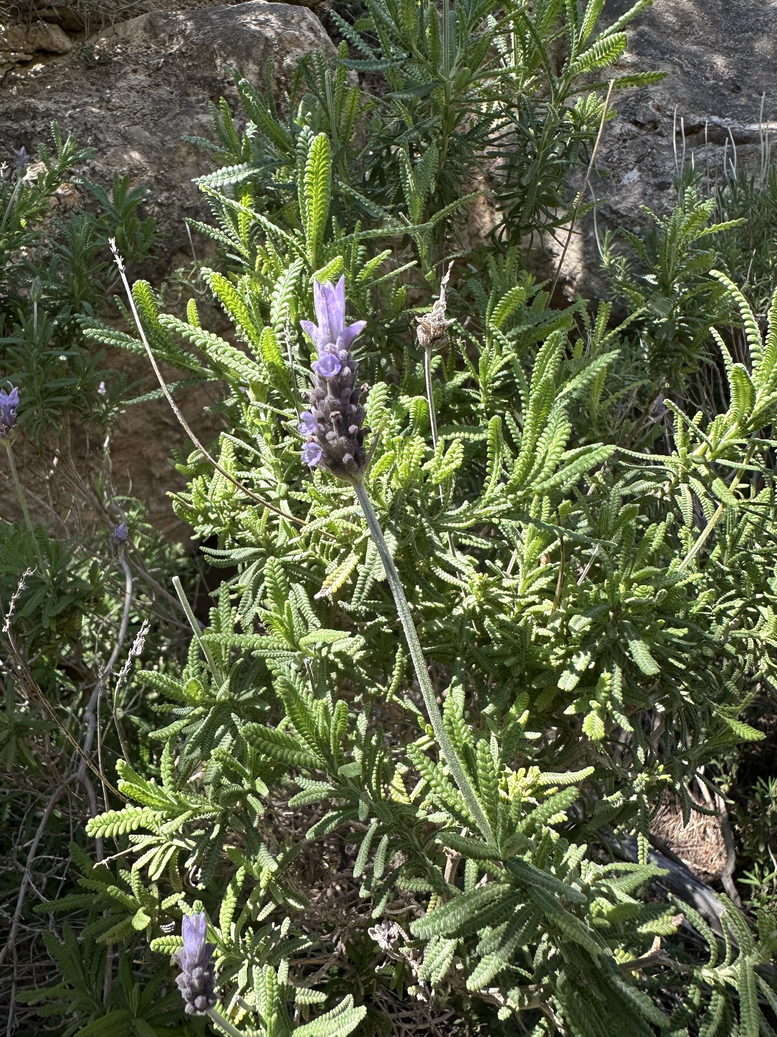 French Lavender (Lavandula dentata)