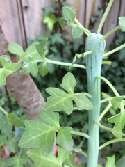 Baculellum articulatum