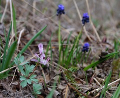 Corydalis paczoskii
