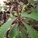 Aphelandra lingua-bovis Leonard
