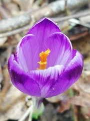 Crocus heuffelianus