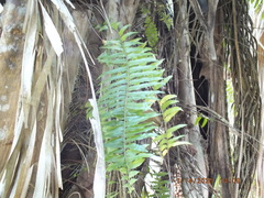 Nephrolepis biserrata