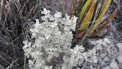 Leucophyllum laevigatum griseum