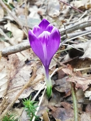 Crocus heuffelianus