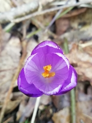 Crocus heuffelianus