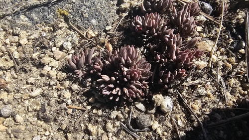 Lanceleaf Stonecrop (Sedum lanceolatum)