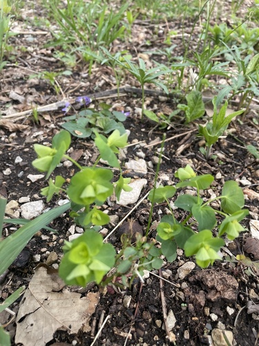 Euphorbia commutata, photograph 3