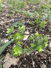 author not stated, no rights reserved Euphorbia commutata, photograph author not stated, no rights reserved