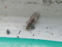 Pterygota