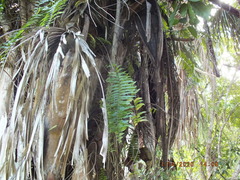 Nephrolepis biserrata