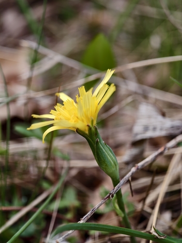 Austrian scorzonera (Takhtajaniantha austriaca)