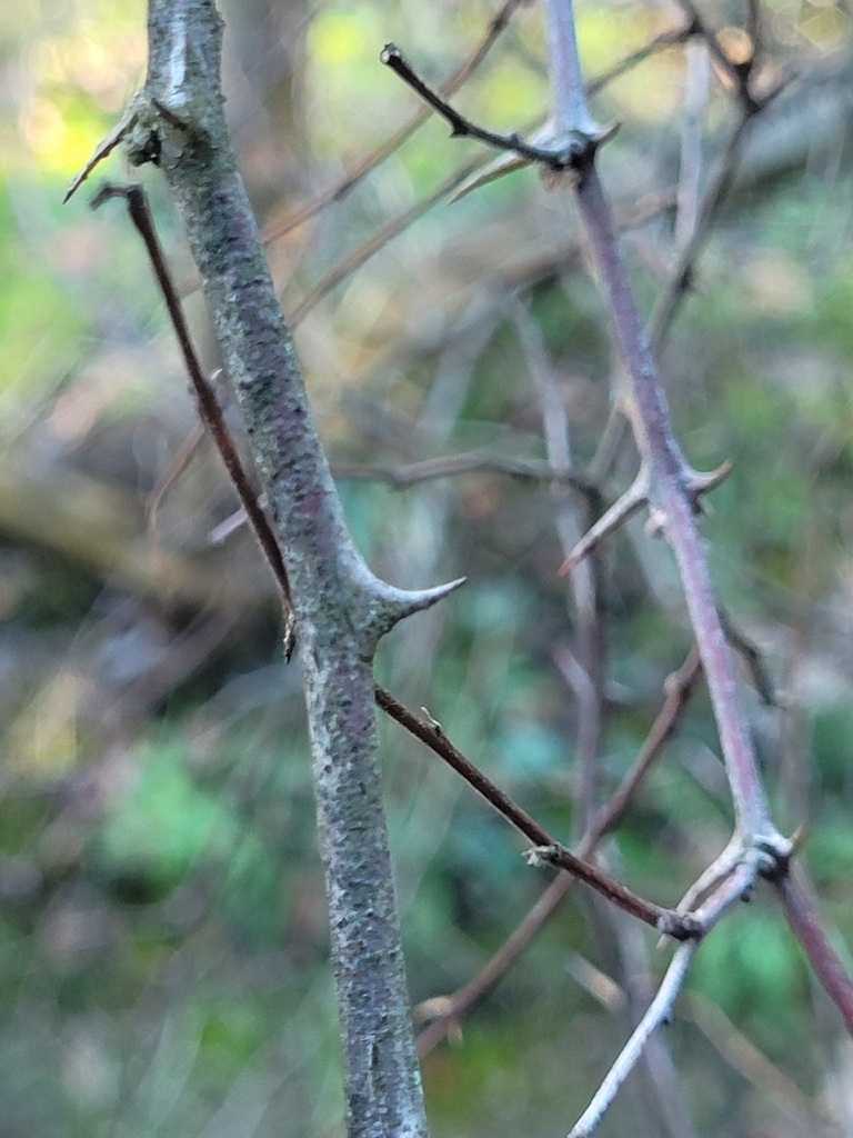 Paliurus spina-christi, 65020 Bolognano PE, Italia, by shi