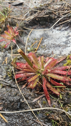 Drosera latifolia (Drosera latifolia)