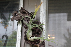 Tillandsia pseudobaileyi