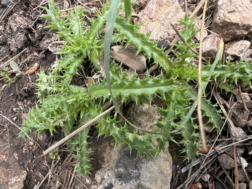 Carlina corymbosa (Carlina corymbosa)