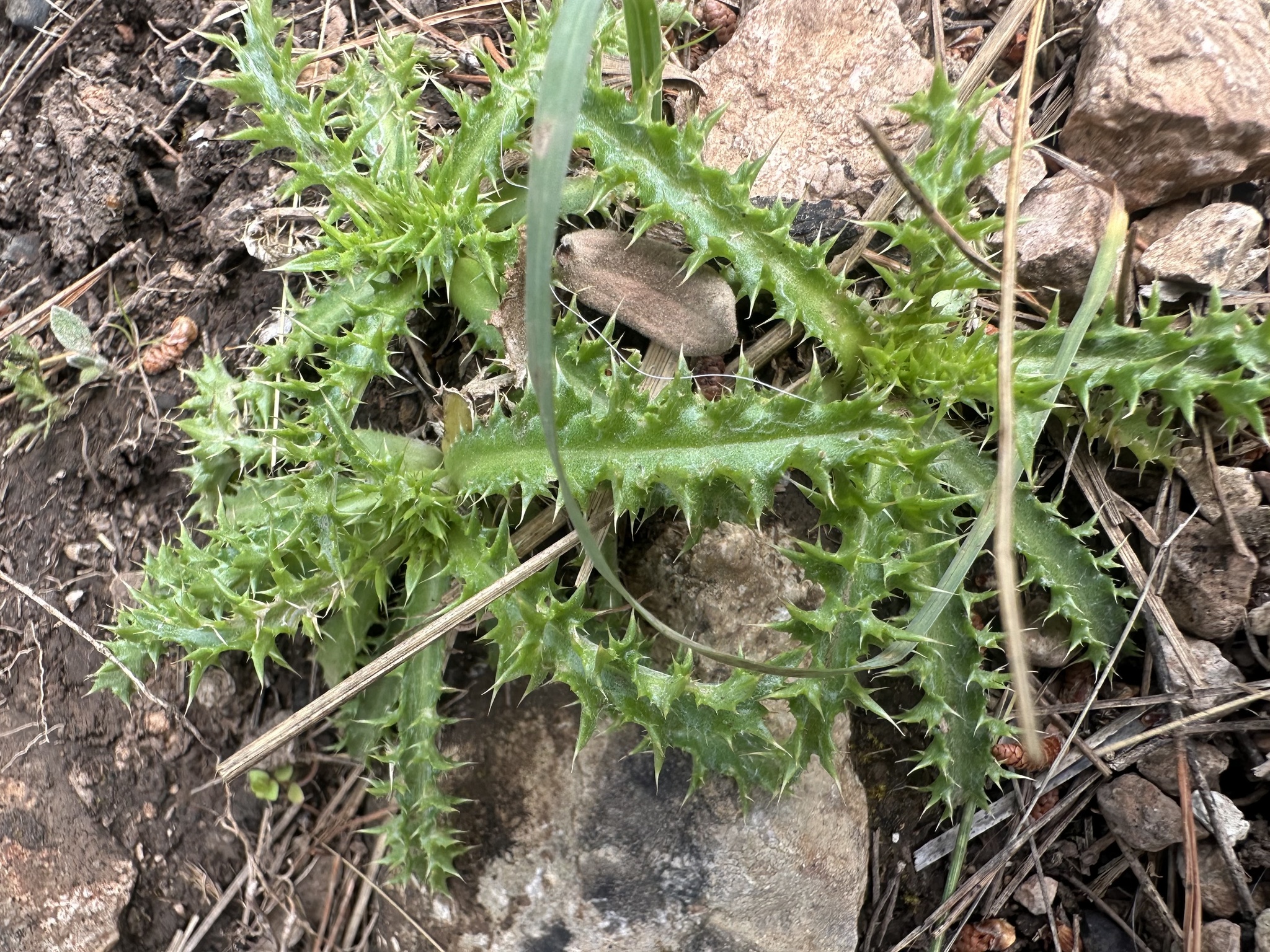 Carlina Corymbosa (Carlina corymbosa)